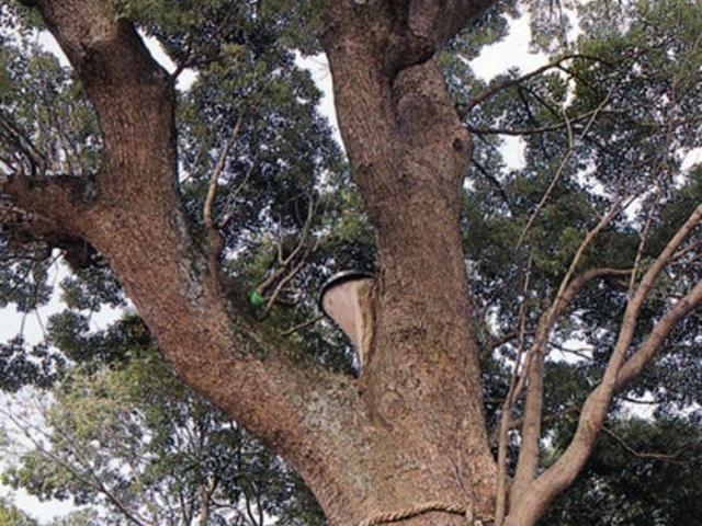 法巖寺の大クス