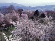 鍋倉公園の桜の写真1