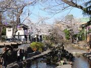 古川親水公園の桜の写真2