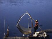 イサザ漁の写真2