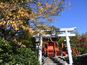薬王寺のオハツキイチョウ雄株の写真2