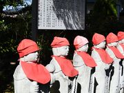 薬王寺のオハツキイチョウ雄株の写真3
