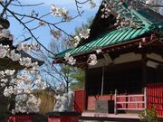 正の木稲荷神社の桜の写真1
