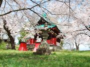 正の木稲荷神社の桜の写真2