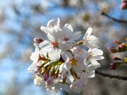 正の木稲荷神社の桜の写真3
