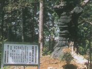 西山本門寺の大ヒイラギの写真1