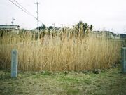 片葉の葦の写真1