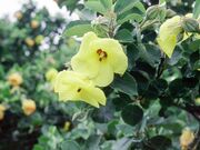 ハマボウの野生地の写真1