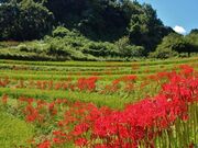 明日香村の彼岸花の写真1