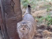 那須どうぶつ王国の写真3