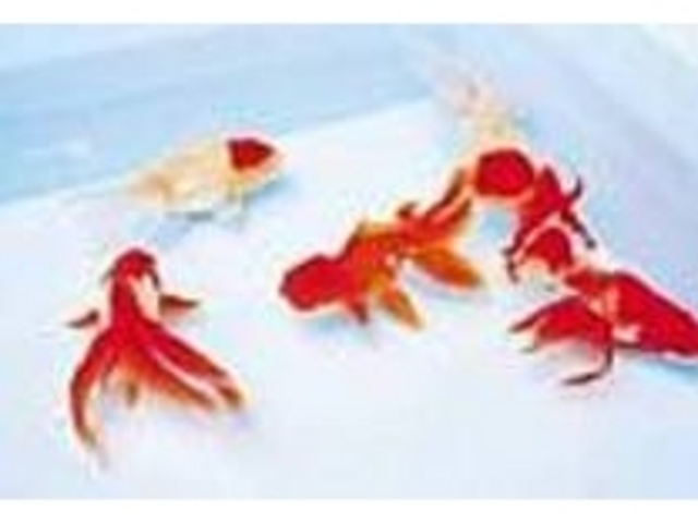 愛知県の天然記念物に指定される金魚もいる_弥富の金魚