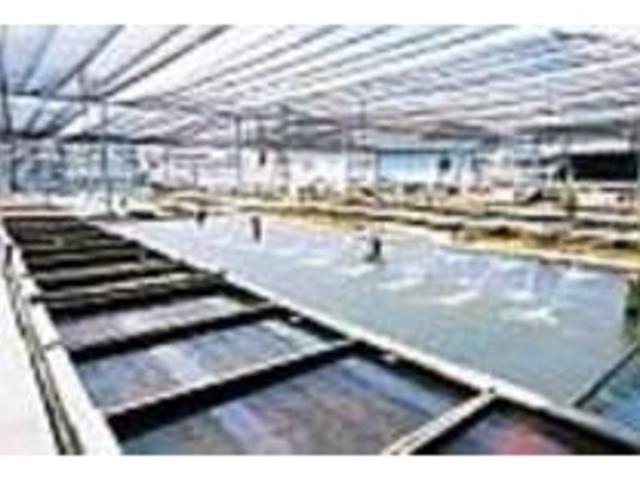 国内で出荷される金魚の約30%は弥富産_弥富の金魚