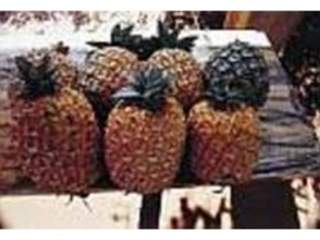 収穫されたばかりの食べ頃のパインたち_赤嶺パイン園
