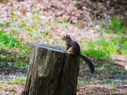 茅野市運動公園の写真1