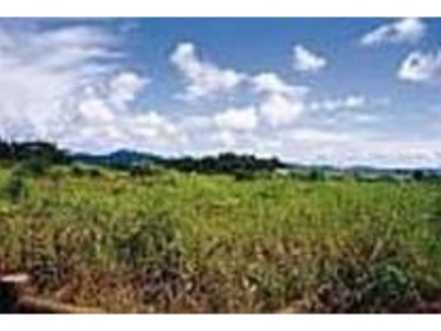 茶・パイン・サトウキビ等の農作物が実る_甦る大地の碑