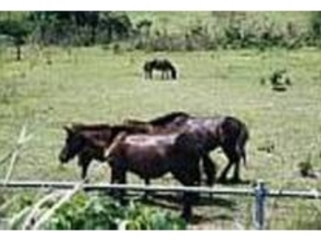 大きい顔、ビロードのような赤茶の毛が特徴_トカラ馬牧場