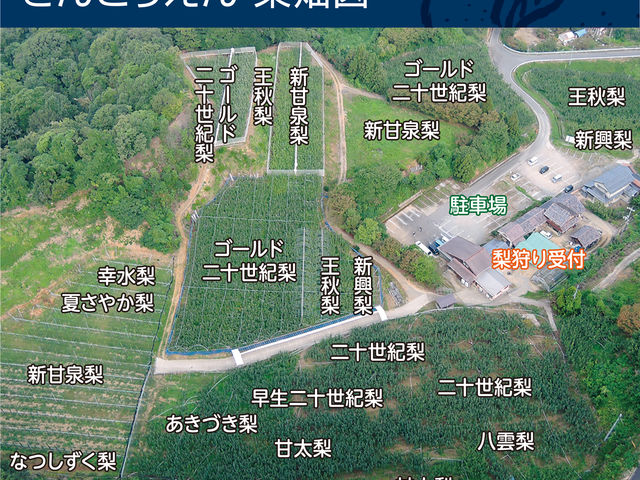 梨畑図_梨一筋百年さんこうえん