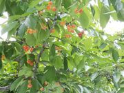 ヤマヨシ林農園の写真2