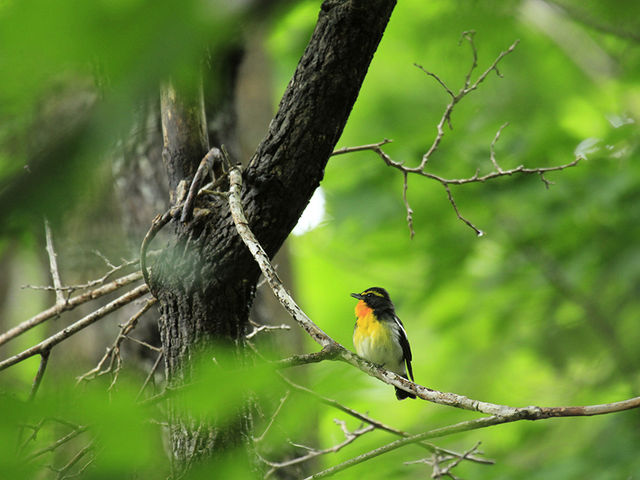 四季折々の野鳥たち。_(株)知床ネイチャーオフィス
