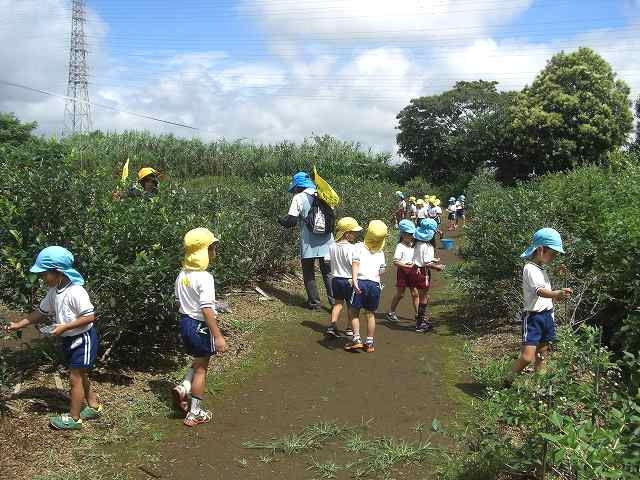 小さなお子様も摘み取りを楽しめます。_真行寺ブルーベリー園