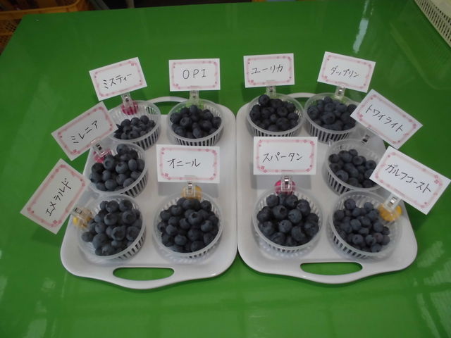色々な品種の食べ比べが出来ます。_真行寺ブルーベリー園
