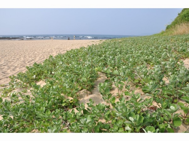 琴引浜から朝日を眺む 鳴き砂温泉 御宿矢吉