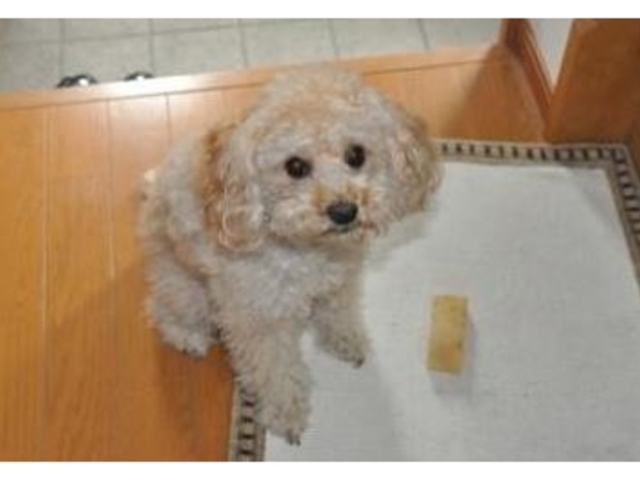 看板犬(犬の苦手な方は事前にご連絡ください)_Maisy Loux