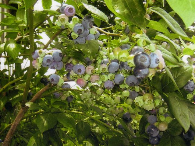 ブルーベリー摘み体験も。例年7月中旬〜8月下旬_大森果樹園