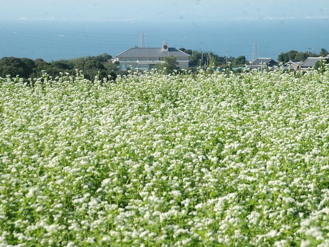 生田の秋の風物詩のそば花は、種を植えてから1か月程で白い花を咲かせます。【見頃】10月上旬〜11月中旬_そばカフェ生田村
