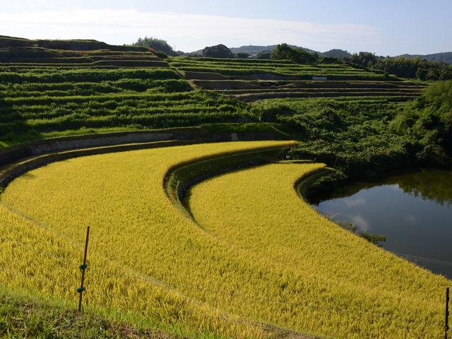 美しい棚田_そばカフェ生田村