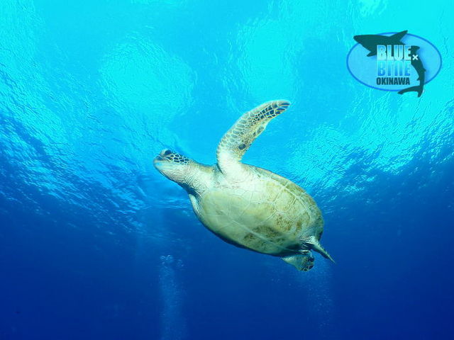 ケラマ諸島では高確率でウミガメと遭遇できます_Blue×Blue okinawa