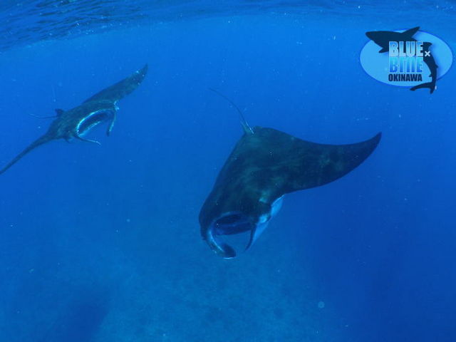マンタなどの大物もお任せください_Blue×Blue okinawa