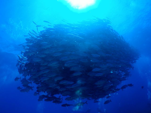 機関限定で粟国島や渡名喜島への遠征もしています_Blue×Blue okinawa