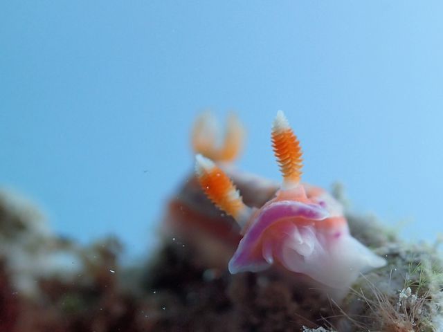 一緒にベストショット狙いましょう!_青の洞窟 Dive きよら