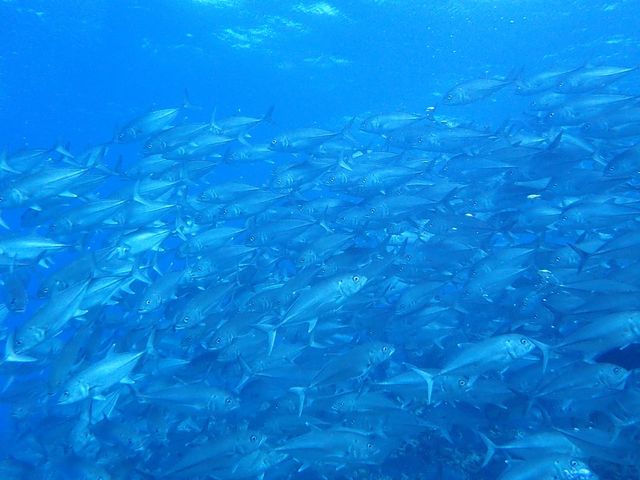 群れに囲まれたり!_青の洞窟 Dive きよら