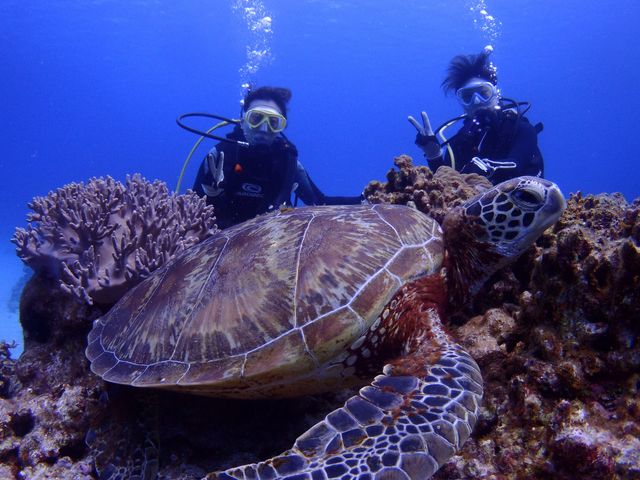 ウミガメに遭遇〜_潜水処 武蔵