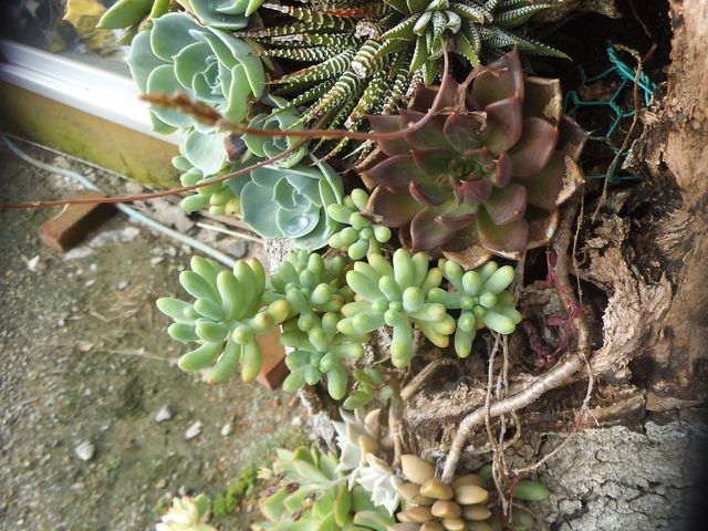 ハウス入口で木の寄せ植えがお出迎え_Saiki Engei
