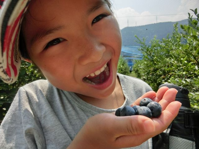 イッキに数粒まとめてたべると食べ応えもモリモリです。_西条ブルーベリー農園