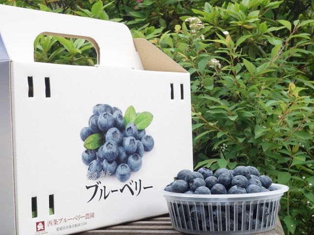 農園直送も行ってます。生ブルーベリーは化粧箱での発送です。_西条ブルーベリー農園