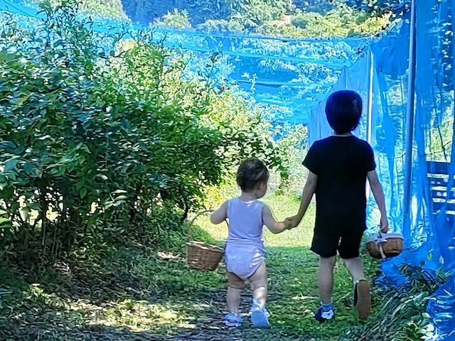夏休みのブルーベリー狩り!_西条ブルーベリー農園