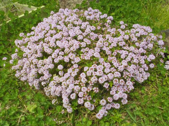 お庭のお花_工房銀