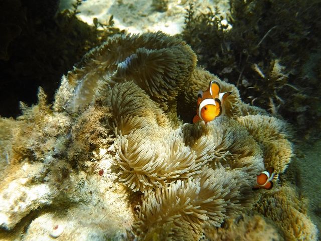 どのコースもシュノーケルを楽しめます。_テラワークス