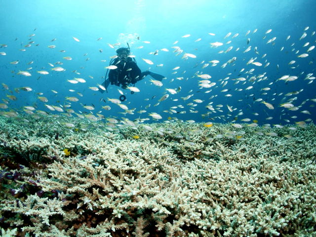 「一面に広がるサンゴ」「見渡す限りの小魚の群れ」条件さえ揃えば、こんな景色も見ることが出来ます。_アオカワダイビングサービス