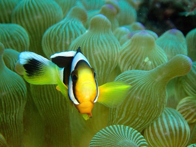 こんな可愛い魚にも出会えますよ。_グランパス ダイビングスクール