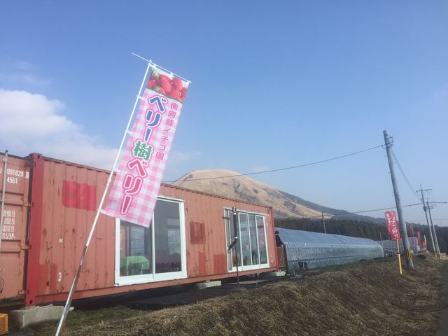 南阿蘇イチゴ園 ベリー樹ベリー