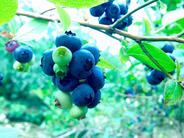 夏季限定【ブルーベリー狩り】至る所にブルーベリーの木があり園内を散策しながら収穫体験が楽しめます。_おかやまファーマーズ・マーケット ノースヴィレッジ