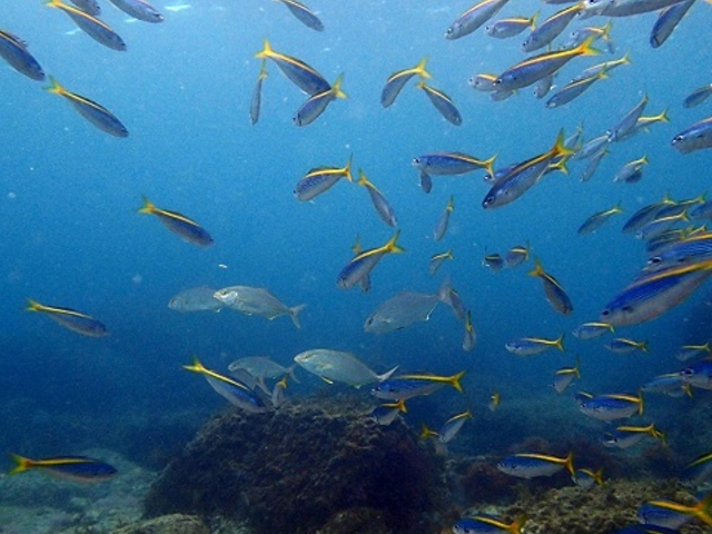 体験ダイビングでこんな魚の群れが!_エントリーダイビングスクール 新島ダイビングセンター