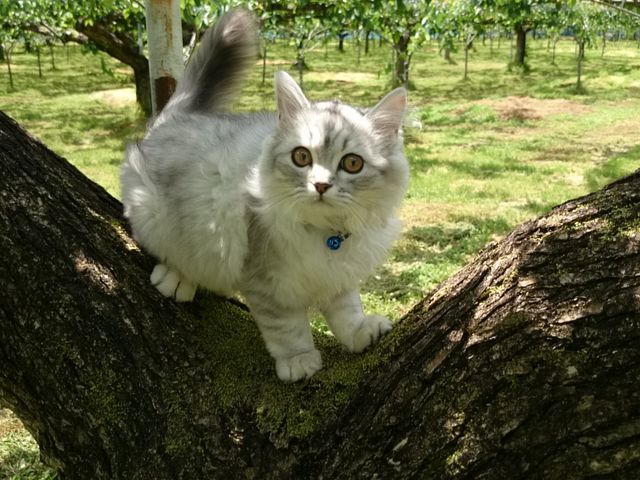 看板猫、モコちゃん♪_新井梨園