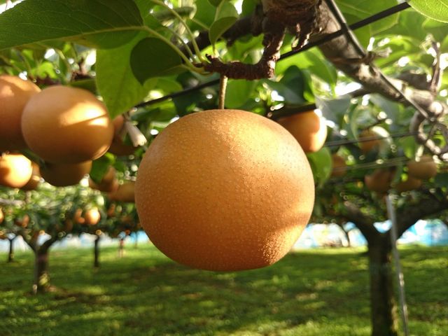 収穫間近の梨_新井梨園