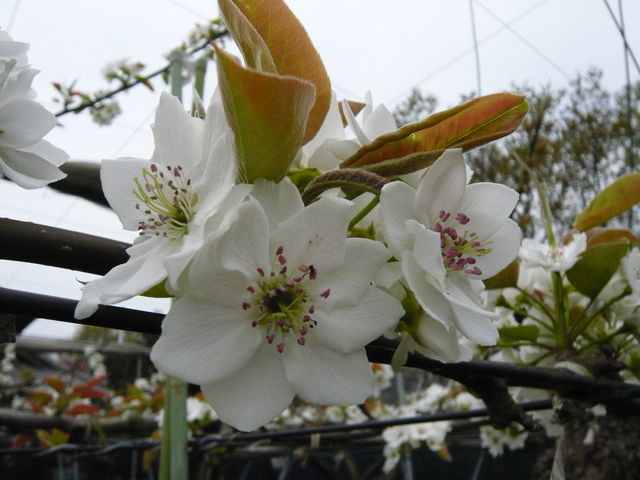 満開の梨の花_新井梨園